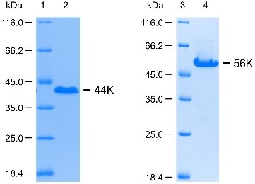 SDS-PAGE analysis of purified human DMP1 fragments.jpg